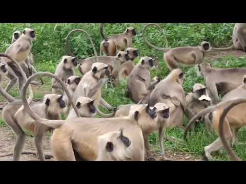 केप्टन मेरे ऊपर आए 🙏 jay siyaraam 🙏