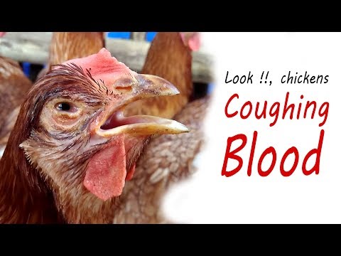RAISING CHICKENS & Diseases. Infectious Laryngotracheitis, ILT Clinical Signs in Poultry Video