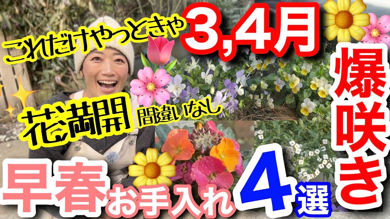 【知らないと損】春の花が爆発的に増える‼️早春（3,4月）に絶対やるべき庭作業4つ🤗早めにやるのがポイント☝️/ 逆効果なNG例もあるのでご注意を⚠️【ガーデニング】