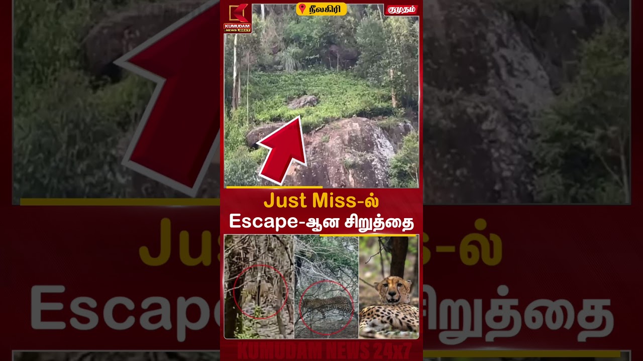 தேயிலை தோட்டத்தில் சிறுத்தையை துரத்திய புலி..! கண்ணிமைக்கும் நேரத்தில் தப்பிய சிறுத்தை | Nilagiri