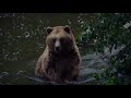 Brown Bear Brown Bear
