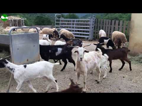 , title : 'Las cabras rescatadas en Huesca conviven con el resto de ovejas y cabras'