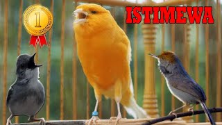 Download lagu masteran Kenari Istimewa Isian Prenjak dan Ciblek full ngebren Durasi Panjang mp3
