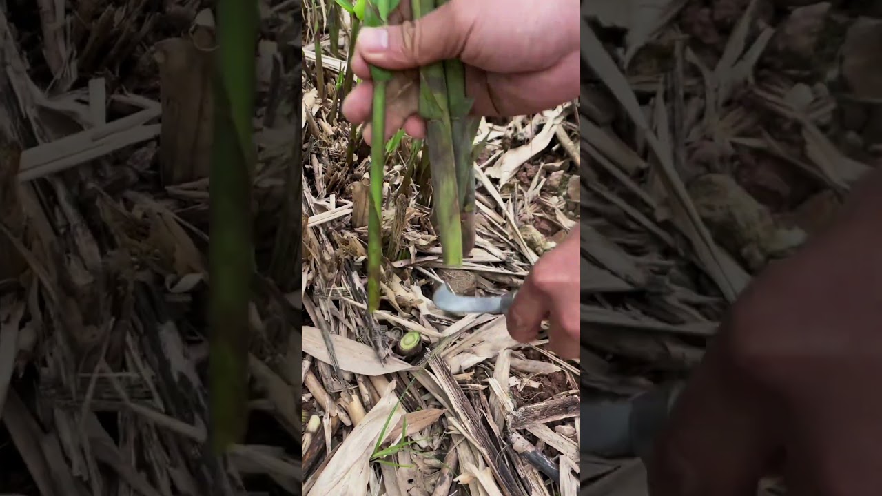 RT 7076760 mini rotary tillage and ridging all-in one tree 🌲 short view