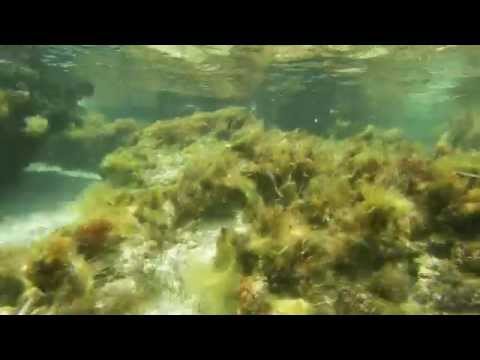 Elafonisi beach - underwater life, Crete, June 2014