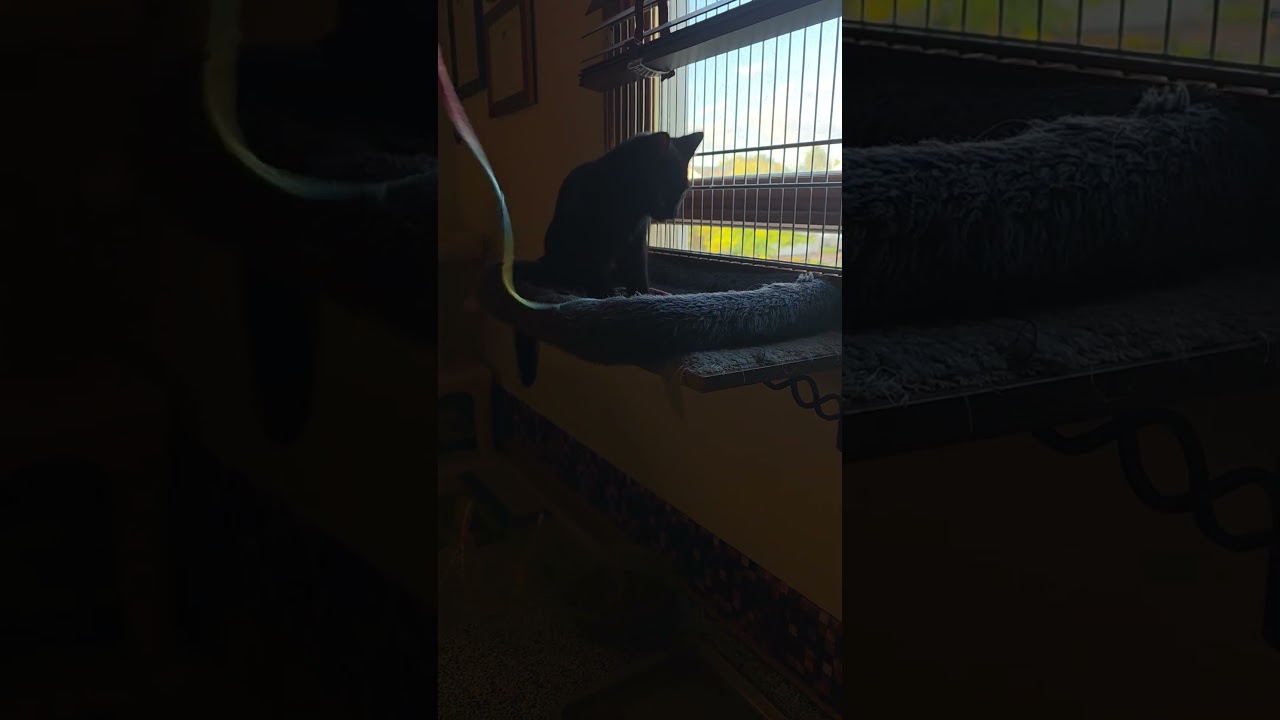 Enlarge Bowie, a ADOPTABLE Domestic Short Hair in Jamesville, NY video 5/6