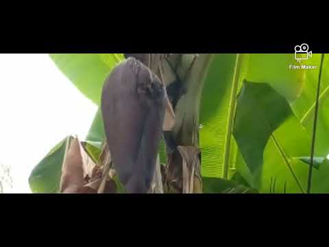 faida ya toto la ndizi