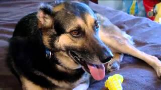 Dying Woman&#39;s Final Wish: Rescue Her Rescues