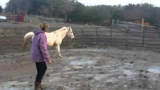 preview picture of video 'Goldie free lunge trot-percheron-cross-mare-for-sale-gore-va'