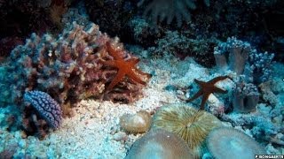 STUNNING TIME-LAPSE SHOWS CORAL REEF&#39;S SECRET LIFE ON THE GREAT BARRIER REEF - BBC NEWS