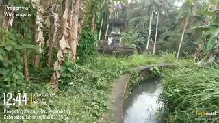 Download lagu Saluran irigasi dan persawahan Desa Serongga Kerambitan Tabanan Bali  mp3