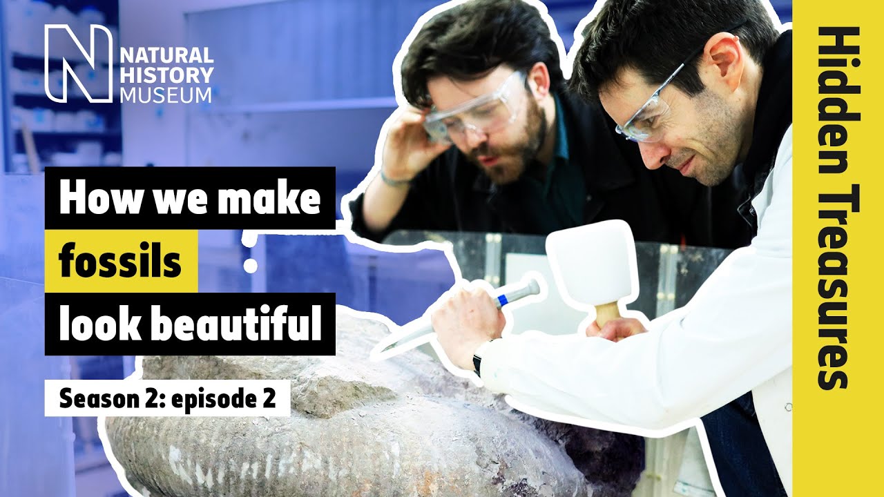Fossils in rocks: how do we get them ready for display? | Hidden Treasures | S2E2