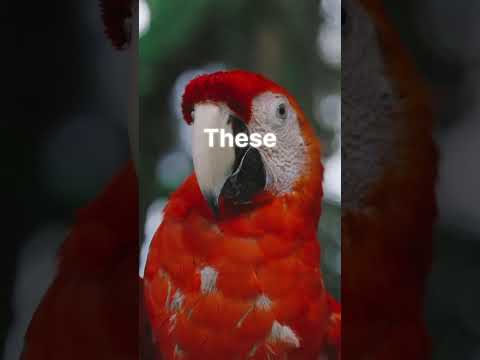 Parrot Safety Tips Revealed