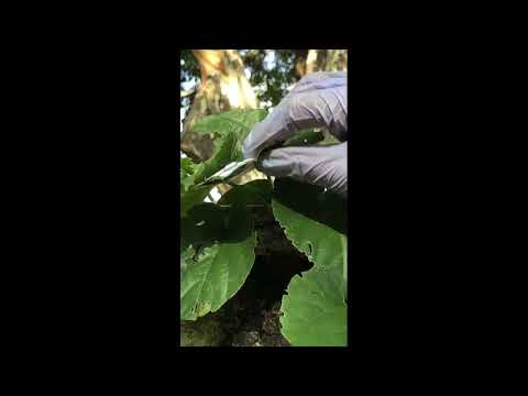 Aula prática transpiração vegetal