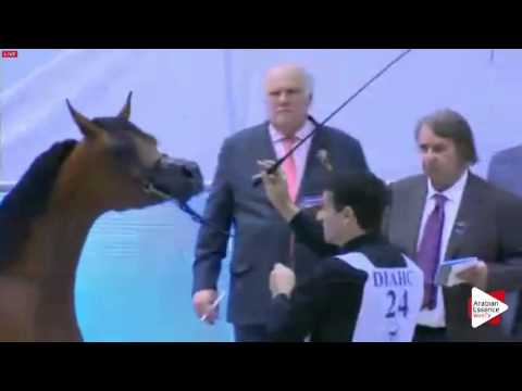 N.24 HDM MARIA APAL - Dubai 2016 - Yearling Fillies (Class 2A)