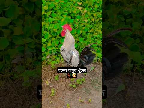 😱 মনের মানুষ খুঁজে 🤣@1mizan  #funny #new2024 #reels #cute