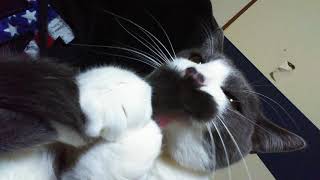 ねこㅤㅤ