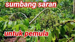 Download lagu Kopi stek sambung.jangan dulu dipotong pohon induk kopi dari lancuran yang di stek sambung. mp3