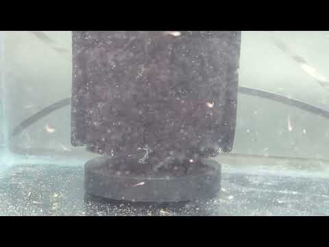 Zebra Danio Fry - Day 10 - 05-Mar-2022