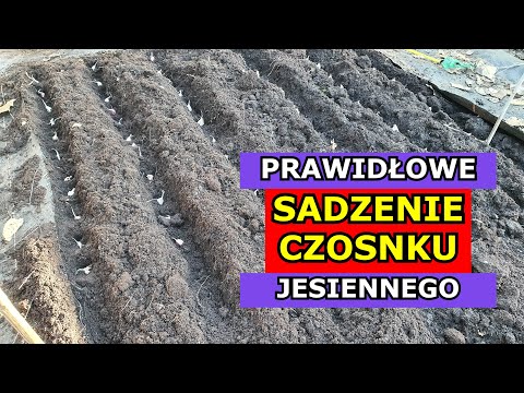 , title : 'Prawidłowe Sadzenie Czosnku Jesiennego, Zimowego, Ozimego | Uprawa Czosnku KROK po KROKU'