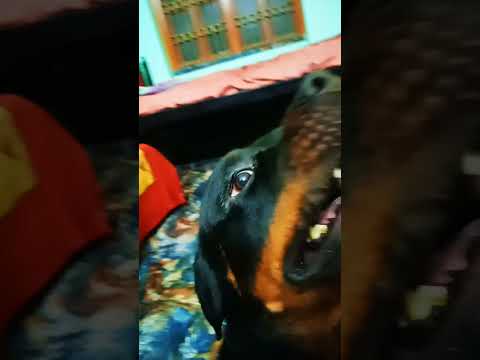 #rottweiler #dog #love #like #subscribe #trending #youtube #shorts