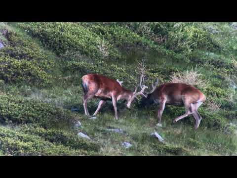 THE TORMENT OF THE VELVET: Deer in Val di Rabbi 🦌 | 4K Digiscoping