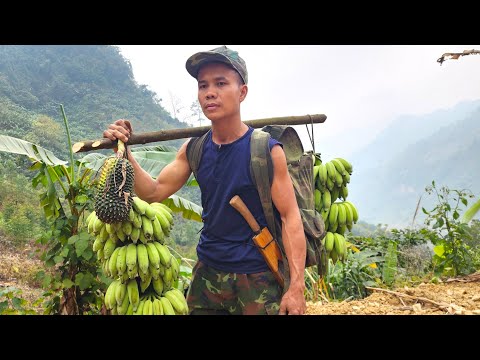 Cutting bananas and harvesting wild pineapple in the forest