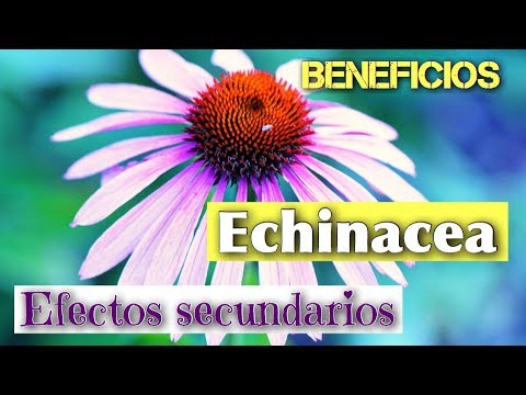 🌼 ECHINACEA BENEFICIOS ❤️ propiedades y EFECTOS SECUNDARIOS