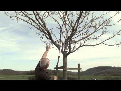 Obstbaum richtig schneiden - Obstbaumschnitt, Pflegeschnitt 10- bis 15-jähriger Baum