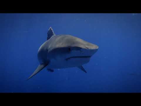 Festival ajkula | Tigar ajkula