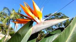Strelitzia reginae - Bird of Paradise - Crane Flower HD 05