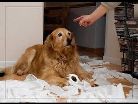 SHOKK - You Reposted In The Wrong Neighborhood [Photo Lyrics]