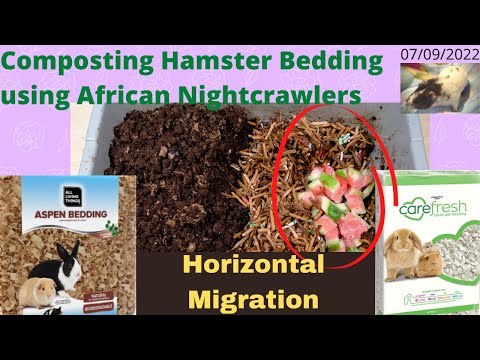 Compost Hamster Bedding with ANCs - Horizontal Migration Started 07/09/2022