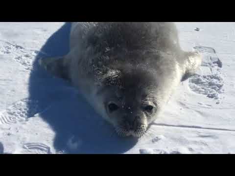 Seal vid archive: weddell seal sing