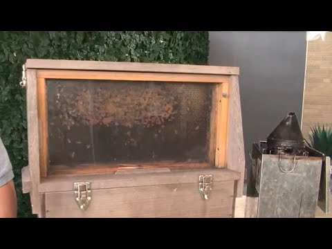 BizzyBee owner talks urban beekeeping in the Carolinas