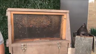 BizzyBee owner talks urban beekeeping in the Carolinas