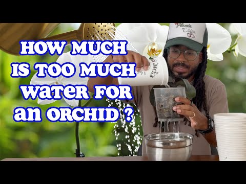 Two Orchid Watering Methods That Will Keep Your Orchids Happy