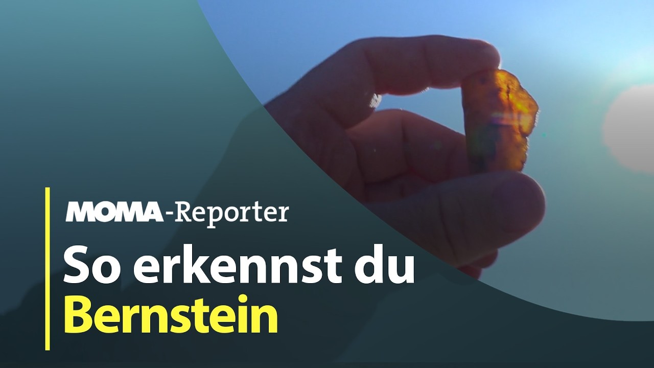 MOMA-Reporter: Schatzsuche in der Ostsee | ARD Morgenmagazin