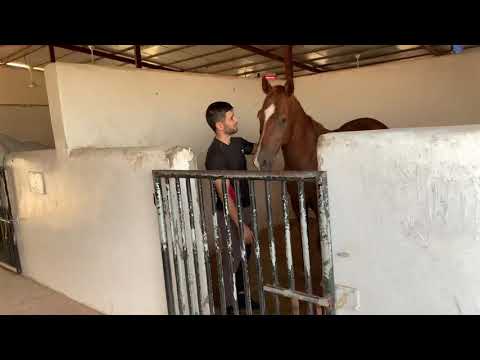 Horses stable visit Abu Dhabi
