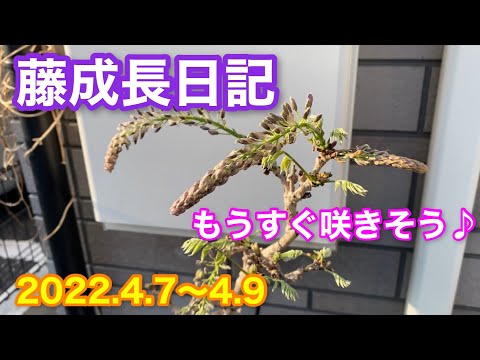 園芸 藤、開花した藤