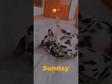 Cutest Lazy Sunday video 😂❤️ #shorts #funny #dalmatian
