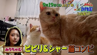 「嗚呼!!みんなの動物園」9月19日(土)よる7時は2時間SP！みりちゃむ預かるシャー猫たくあんついに自ら急接近！花＊花おの家のニャオハは譲渡会にむけラストスパート！相葉トリミング助っ人には渡辺翔太！