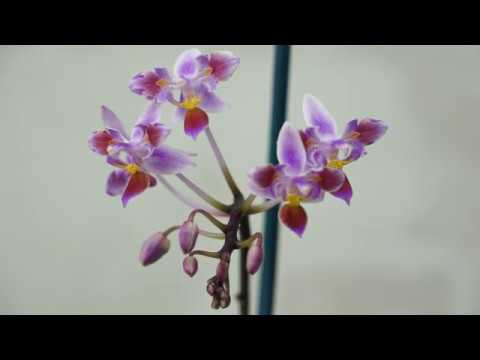 Первое ДОМАШНЕЕ ЦВЕТЕНИЕ Phalaenopsis equestris (variation).ОРХИДЕИ.