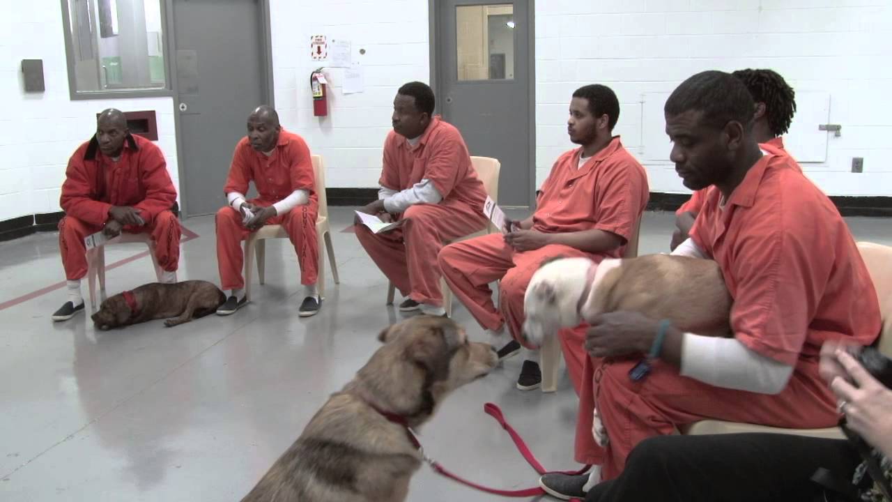 Ahimsa House Visits The Canine CellMates