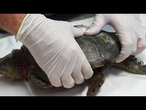 download lagu mp3 mp4 Cracked Turtle Shell, download lagu Cracked Turtle Shell gratis, unduh video klip Cracked Turtle Shell