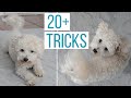 ALL ROSCO'S TRICKS! Every Command Our 2yr-Old Maltipoo Can Do!