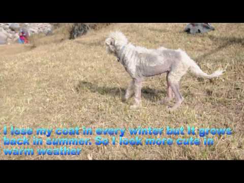 Give the Gift of Sponsorship