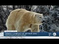 Zookeepers Look To Learn From Polar Bears Fatal Conflict No Signs They Were Ready To Mate
