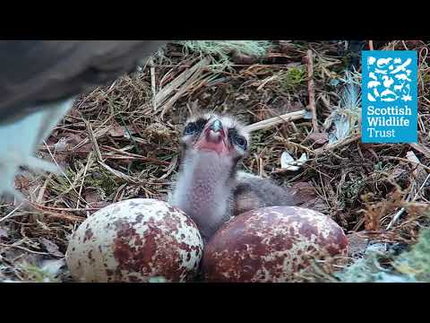 All You Can Eat Buffet - Loch of the Lowes ospreycam (2021)