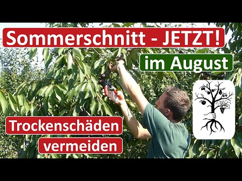Obstgarten im August - Sommerschnitt - Kirschbaum schneiden - Tipps gegen Trockenheit